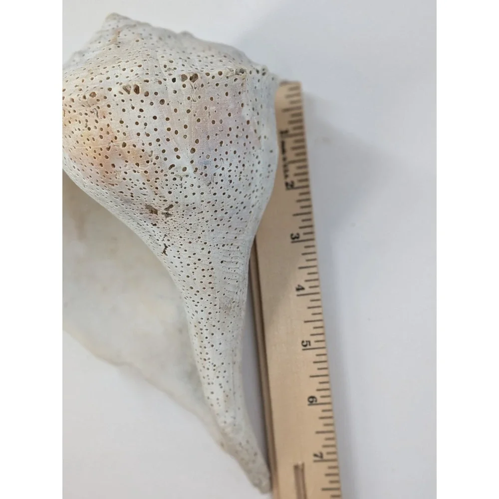 🏖️Large Vintage Helmet Shell Cassis Sea Shell Natural Ocean Beach Coastal Decor